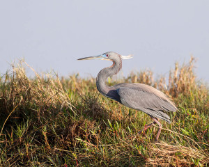 Tricolored Heron - Merritt Island NWR FL