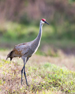 Sandhill Crane - Viera Wetlands FL