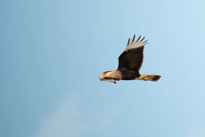 Crested Caracara - Viera Wetlands FL