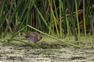 Sora - Viera Wetlands FL