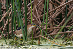 Least Bittern - Viera Wetlands FL