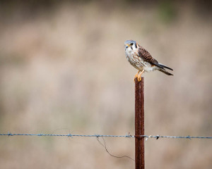 American Kestrel - Dan Click Ponds FL