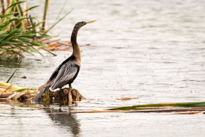 Anhinga - Viera Wetlands FL