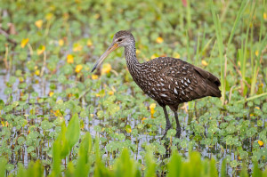 Limpkin - Viera Wetlands FL