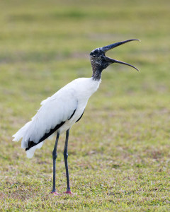 Wood Stork - Viera Wetlands FL