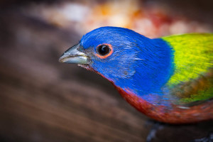 Painted Bunting - Merritt Island NWR FL