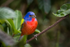 Painted Bunting - Merritt Island NWR FL