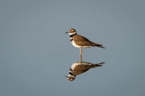 Killdeer - Merritt Island NWR FL