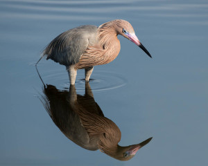 Reddish Egret - Merritt Island NWR FL
