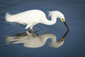 Snowy Egret - Merritt Island NWR FL