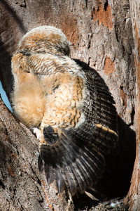 Great Horned Owl - Fort De Soto FL