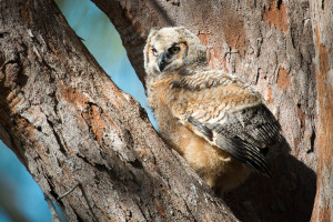 Great Horned Owl - Fort De Soto FL
