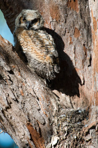 Great Horned Owl - Fort De Soto FL