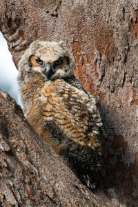 Great Horned Owl - Fort De Soto FL