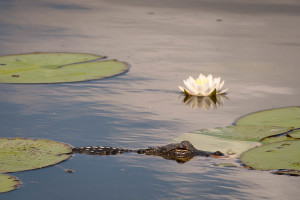 Alligator - Boyd Hill Nature Preserve FL