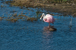 Rosette Spoonbill - Cockroach Bay FL