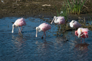 Rosette Spoonbill - Cockroach Bay FL