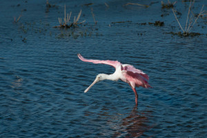 Rosette Spoonbill - Cockroach Bay FL