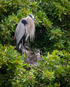 Great Blue Heron - Venice Rookery FL