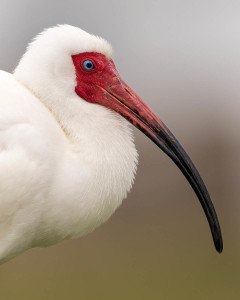 White Ibis - Venice Rookery FL