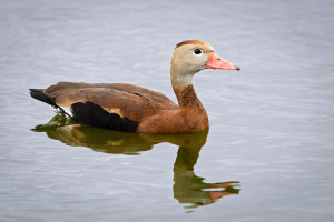 Black-bellied Whistling Duck - Venice Rookery FL