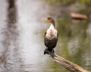 Double-crested Cormorant  - Venice Rookery FL