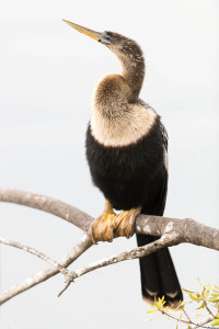 Anhinga - Venice Rookery FL