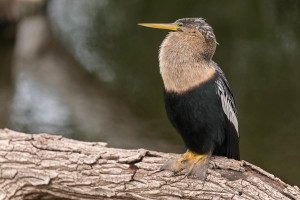 Anhinga - Venice Rookery FL