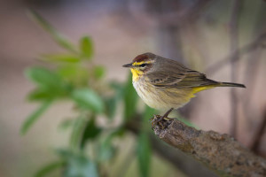 Palm Warbler - Venice Rookery FL