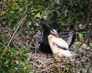 Anhinga - Venice Rookery FL