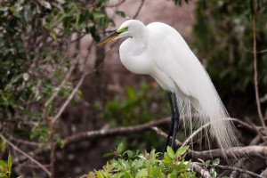 Great Egret - Venice Rookery FL