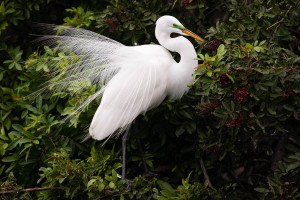 Great Egret - Venice Rookery FL