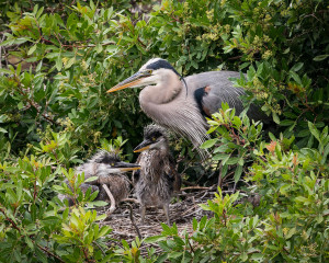 Great Blue Heron - Venice Rookery FL