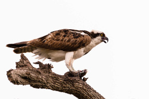 Osprey - Myakka River SP FL