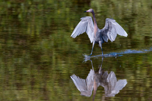 Reddish Egret - Ding Darling NWR FL