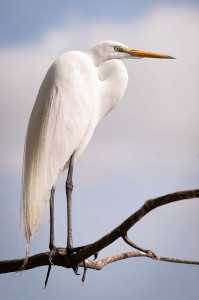 Great Egret - Gatorland FL