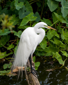 Great Egret - Gatorland FL