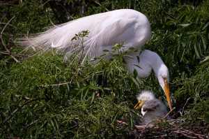 Great Egret - Gatorland FL