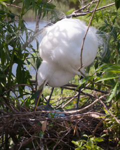 Great Egret - Gatorland FL