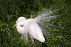 Great Egret - Gatorland FL