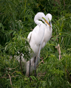 Great Egret - Gatorland FL