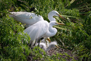 Great Egret - Gatorland FL