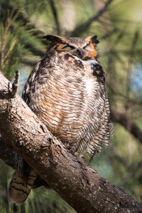 Great Horned Owl - Fort De Soto FL