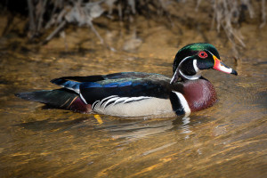 Wood Duck - Little Mulberry Park, GA