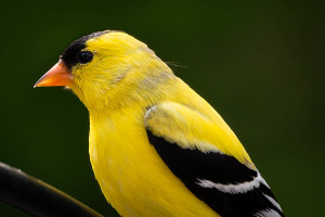 American Goldfinch (100% Crop) - Johns Creek, GA