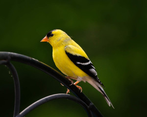 American Goldfinch - Johns Creek, GA