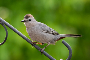 Gray Catbird - Johns Creek, GA