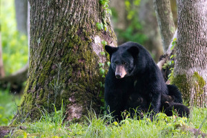 Black Bear - Great Smoky Mountains NP, TN