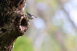 White-breasted Nuthatch - Great Smoky Mountains NP, TN