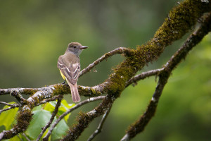 Great Crested Flycatcher - Great Smoky Mountains NP, TN